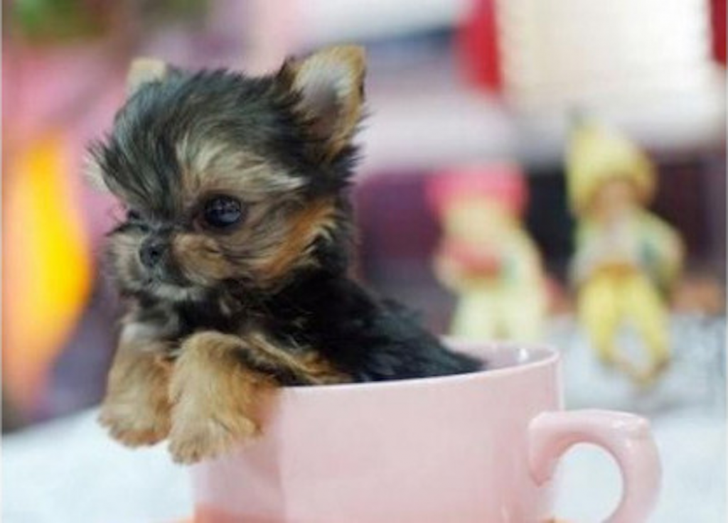 Smallest Dogs In The World Revealed
