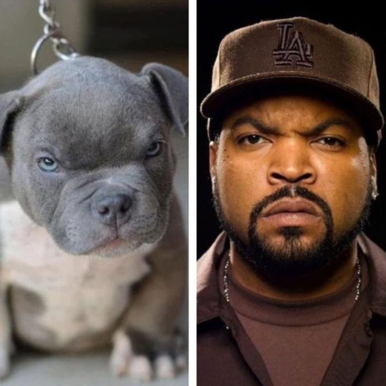 Ice Cube