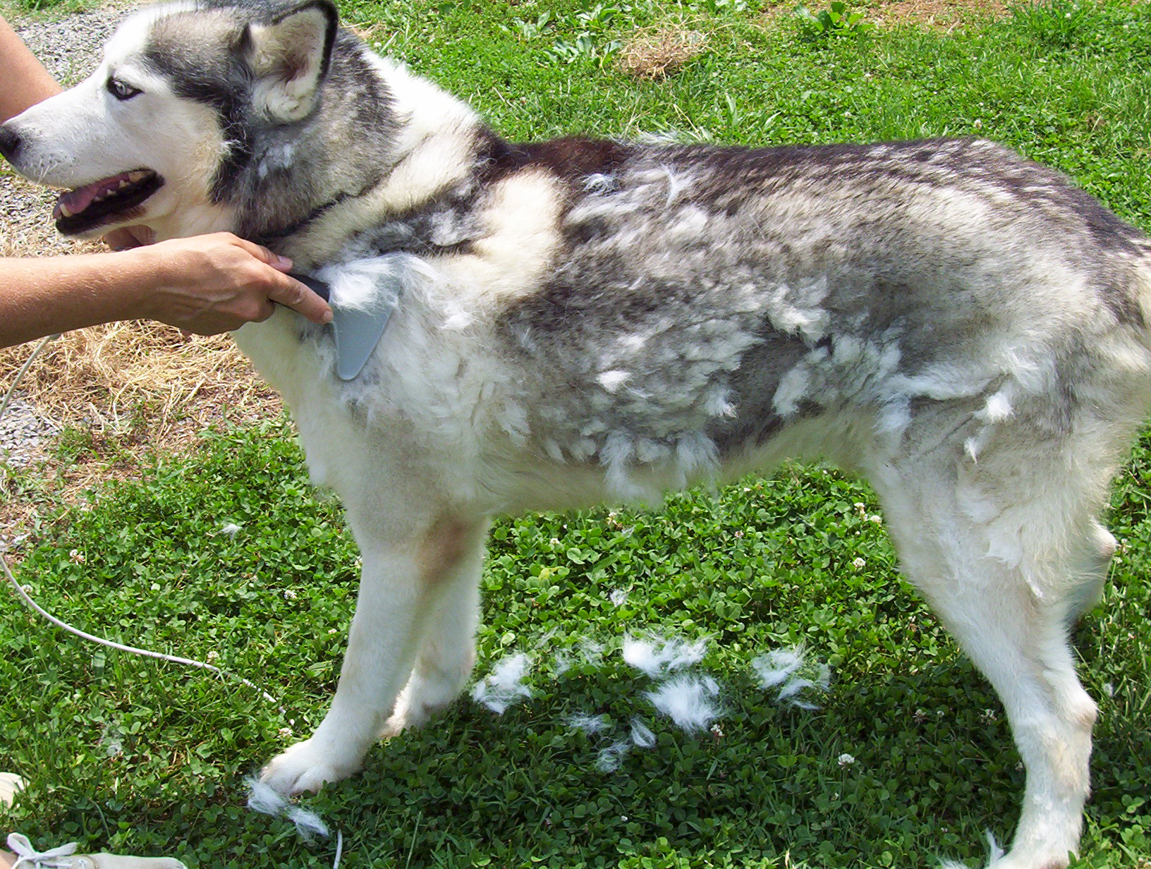 You don't want to shave a Husky's coat