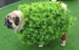 chia-pug