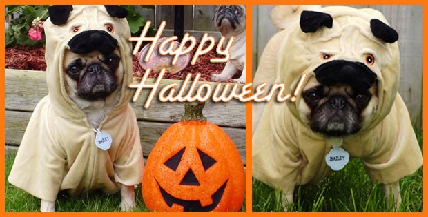 halloween pugs costumes 2