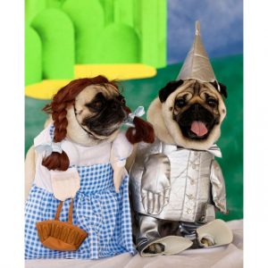 pug-wizard-oz_1890768i