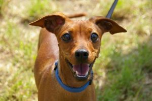 animal-portrait-dog-curious-awakened-60913