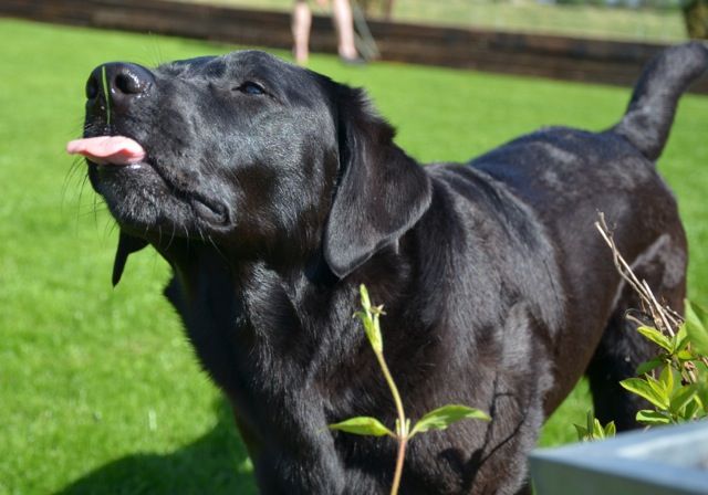 black lab funny pics