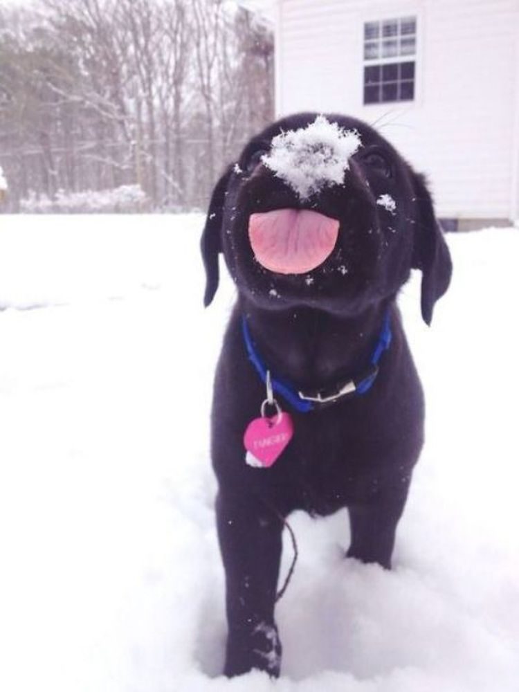 black lab winter snow