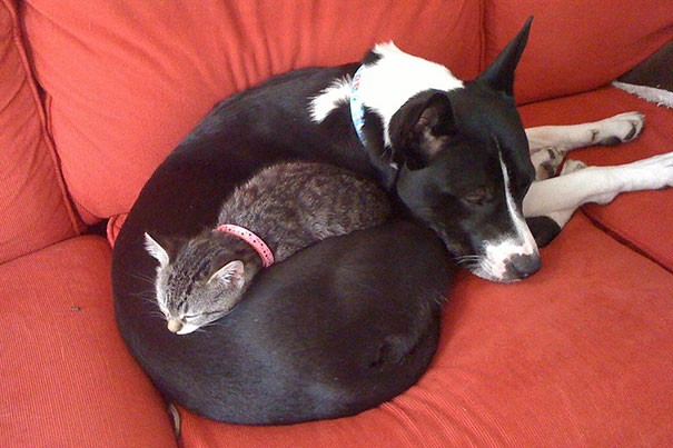 cats_sleeping_on_dogs_10