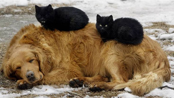 cats_sleeping_on_dogs_8