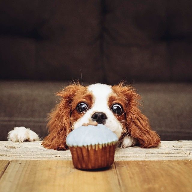 cavalier spaniel dog food cake