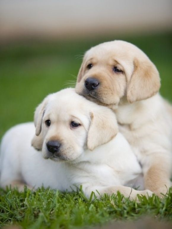 cute lab puppies