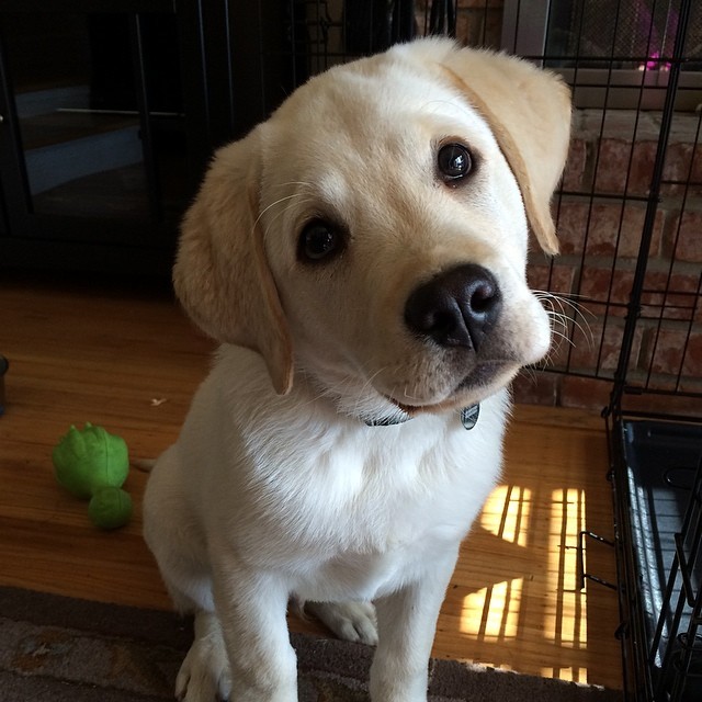 cute lab puppy watching