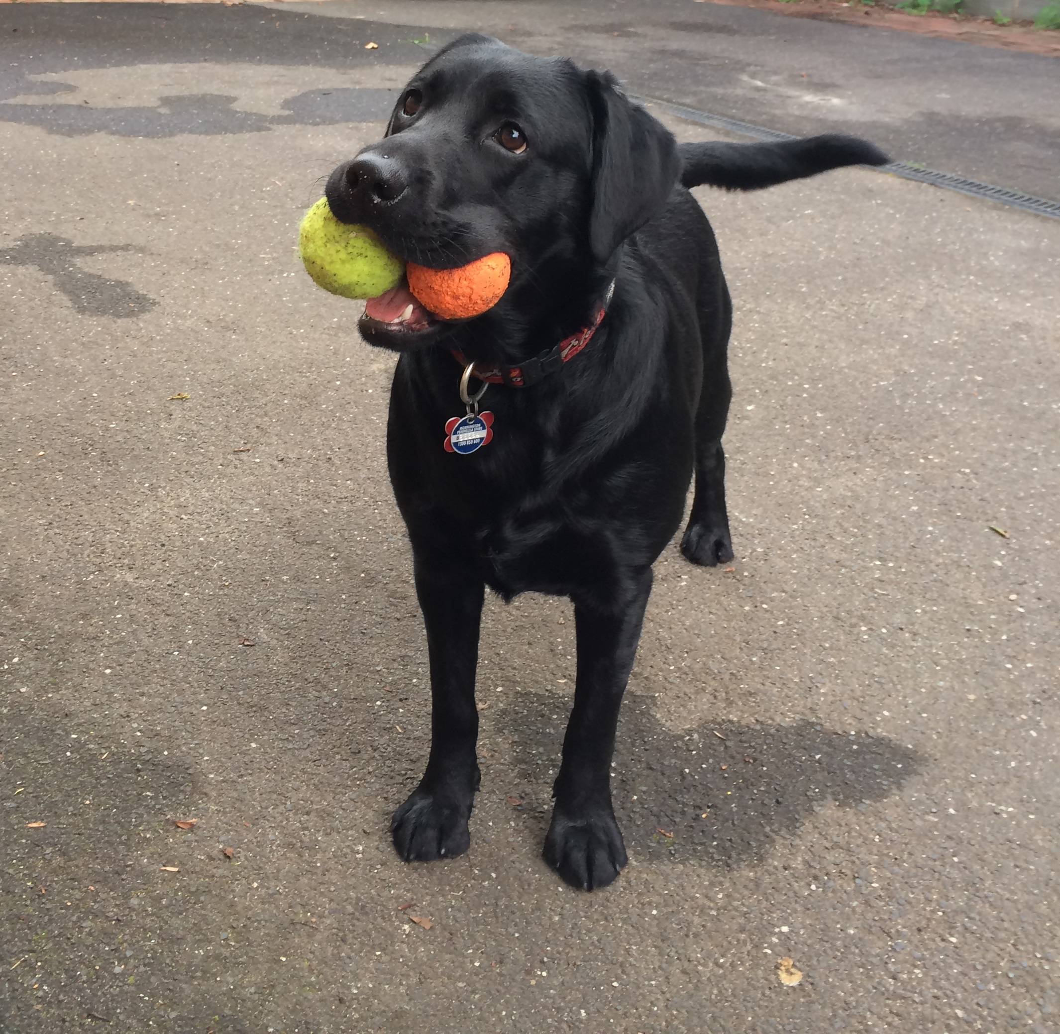 cute playful labrador balls