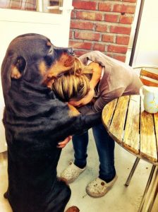 dog-comforting-human