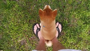 dog-sitting-at-feet