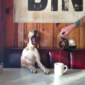 dog-yawning-2