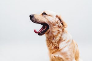 dog-yawning