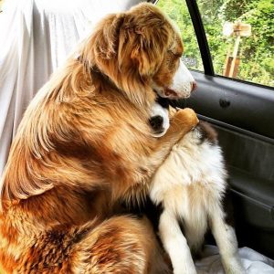 dogs-hugging-2