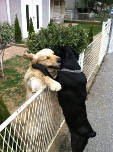 dogs-hugging