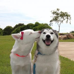 dogs-kissing