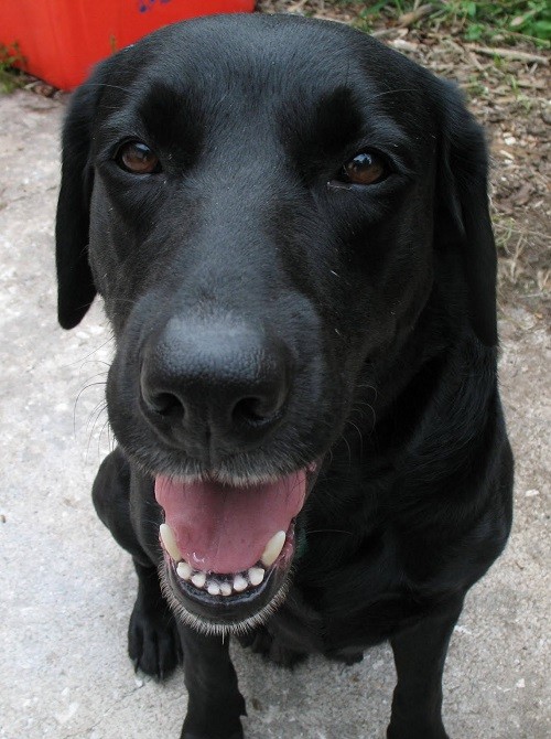 happy black lab dog