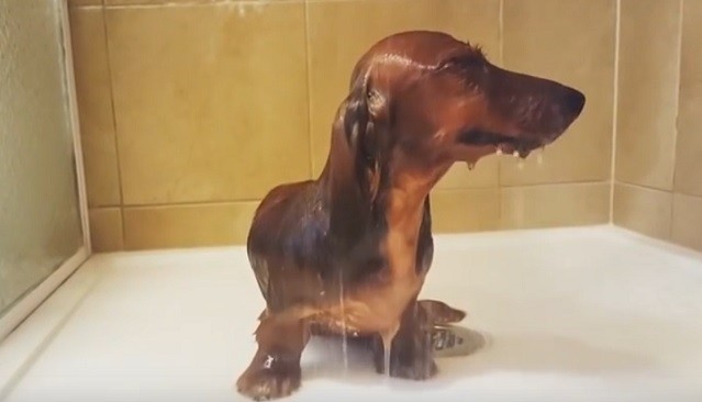 happy-dachshund-shower