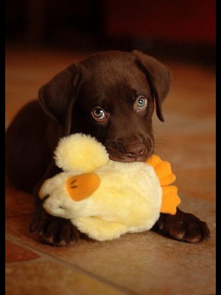 labrador puppy playing toy