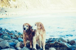 lake-animals-dogs-pets