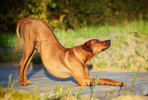 pexels-photo-3134932-dogbowing