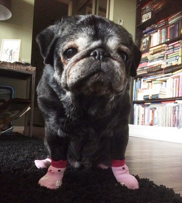 sock-pug-leia-2