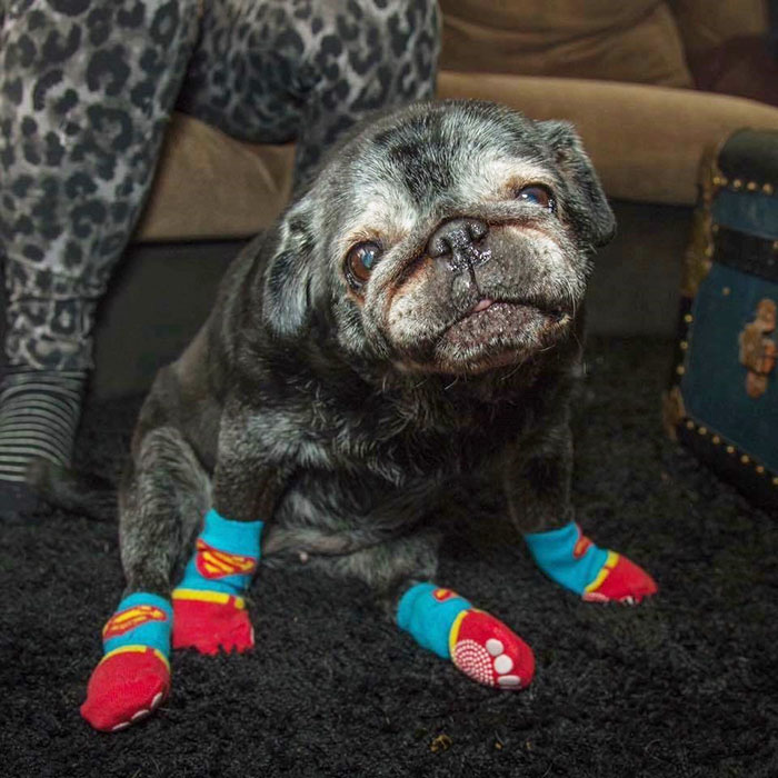 sock-pug-leia-3