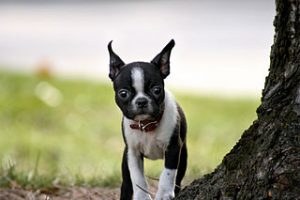 320px-bea_boston_terrier