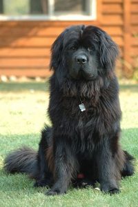 320px-newfoundland_dog_smoky