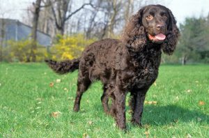 american-water-spaniel