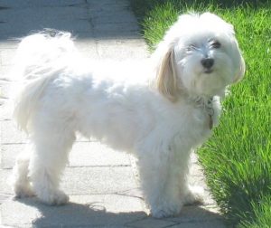 havanese0315