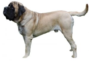 mastiff