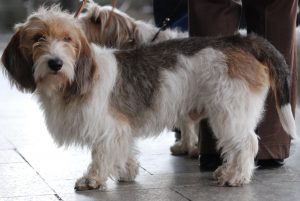 petit_basset_griffon_vendeen_mwpr_katowice_2008_001