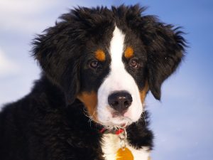 bernese-mountain-dog-67266_960_720