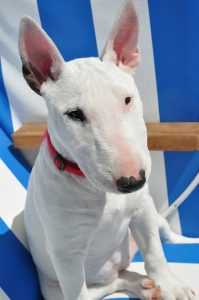 bull-terrier-112515_1280