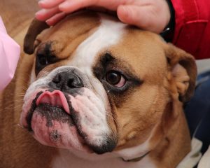 bulldog-89477_960_720