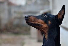 Top 10 Smartest Dog Breeds In The World