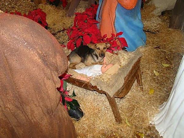 puppy-in-a-manger-4