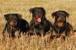 rottweiler-323261_960_720