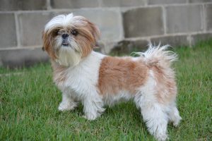 shih-tzu-1794595_1280