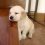 golden retriever puppy falling asleep 10 healthiest foods you should be feeding your golden retriever puppy falling asleep 10 healthiest foods you should be feeding your