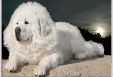 25 Most Expensive Dogs Money Can Buy