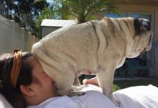 25 Hilarious Dogs Who Have Absolutely No Concept Of Personal Space