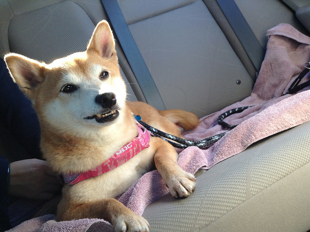 Image source: @TaroTheShibaInu