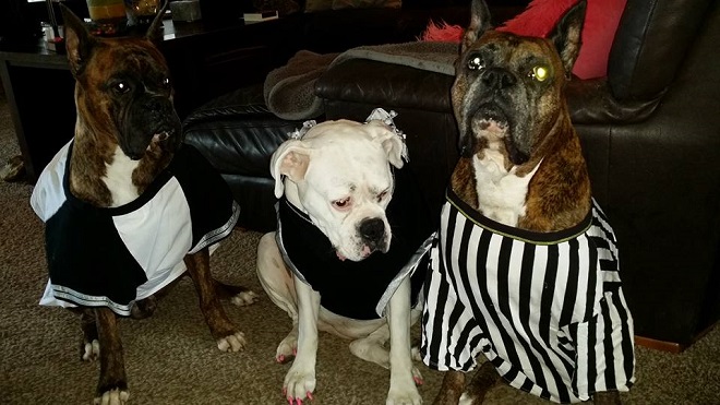 both-teams-referee-boxer-dogs