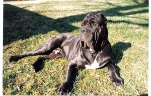 cannon_-_male_neapolitan_mastiff_1998