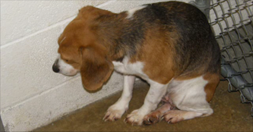 cagnolino guai 73enne ignored waggingtonpost melito bastonato pawmygosh