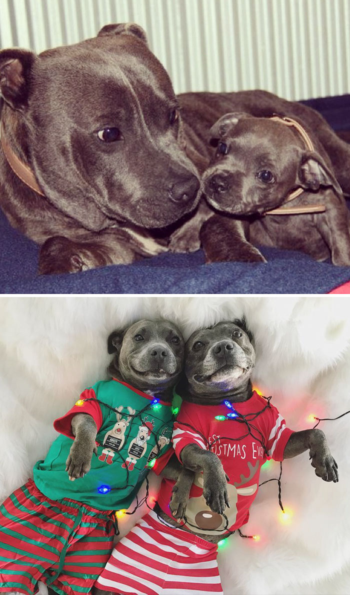 Adorable Pit Bulls Growing Up Together